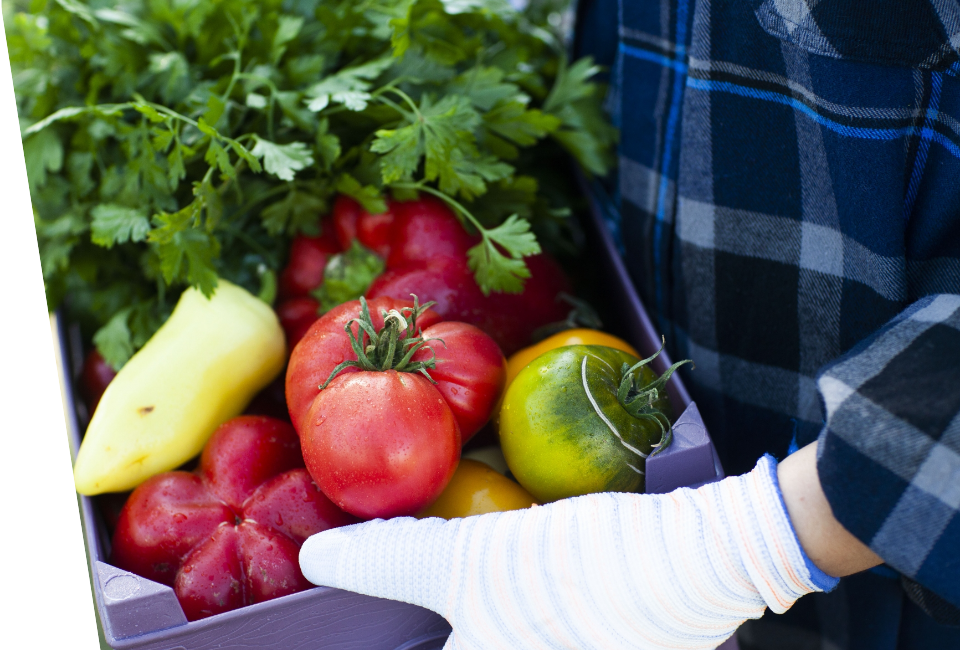 Fresh vegetables